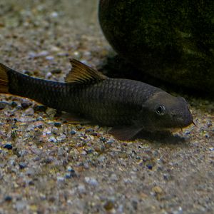 red garra (Garra rufa)