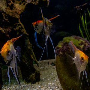 angelfish (Pterophyllum scalare)