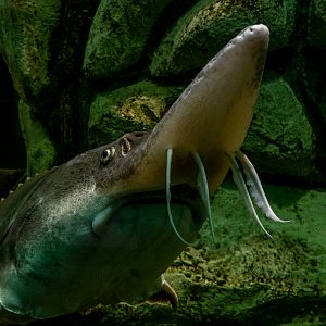 Sturgeon