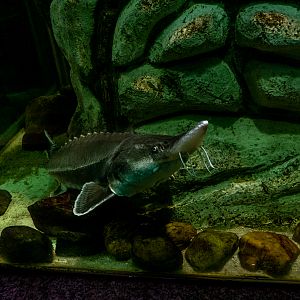 Sturgeon
