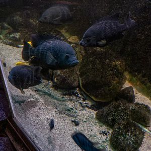 Zebra-Tilapie (Heterotilapia buttikoferi)