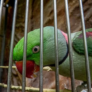 Alexandrine parakeet (Psittacula eupatria)