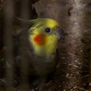 Cockatiel (Nymphicus hollandicus)