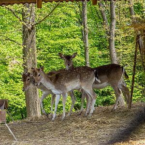 European fallow deer (Dama dama)