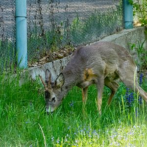 Roe deer (Capreolus capreolus)