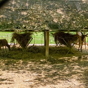 Carpathian red deer (Cervus elaphus montanus)