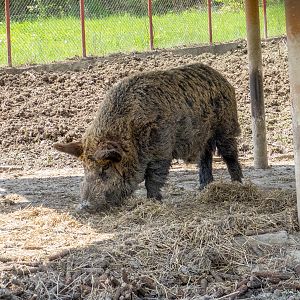 Carpathian boar (Sus scrofa attila)