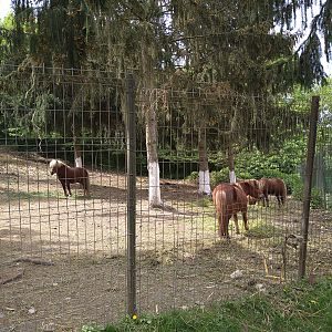 enclosure pony