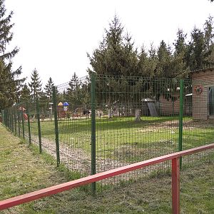 enclosure ostrich