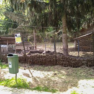 enclosure wild boar