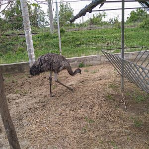 Emu