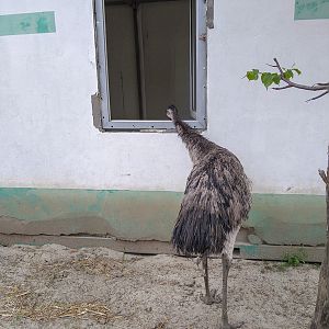 Emu