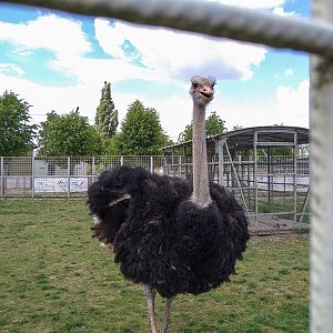 ostrich