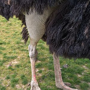 ostrich