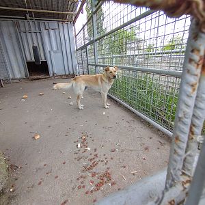 enclosure golden retriever
