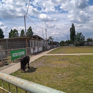 enclosure pony