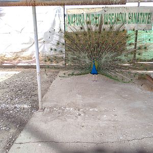 enclosure peafowl