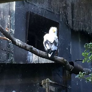 Egyptian vulture