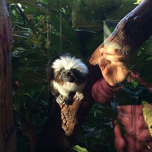 Cotton-topped tamarin