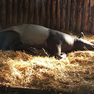Malayan tapir