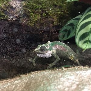 Natal Midlands dwarf Chameleon