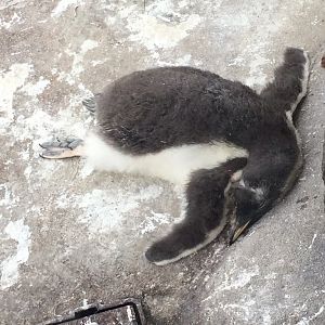 Gentoo penguin chick