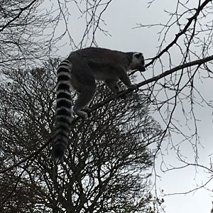 Ring-tailed lemur