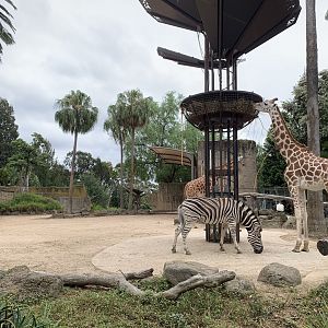 Zebra and Giraffe Exhibit
