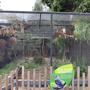 Blue-winged Kookaburra Aviary
