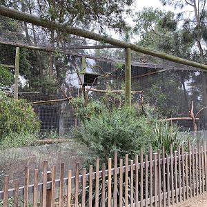 Koala Enclosure