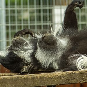 Angola colobus (Colobus angolensis)