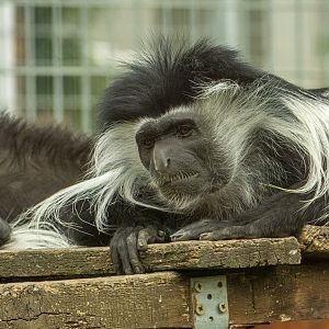 Angola colobus (Colobus angolensis)