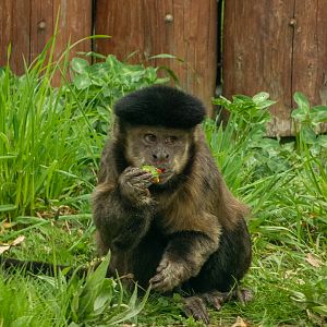 Tufted capuchin (Sapajus apella)