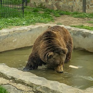 Brown bear (Ursus arctos)