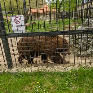 Brown bear (Ursus arctos)