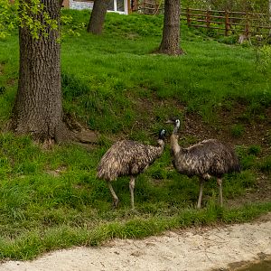 Emu (Dromaius novaehollandiae)