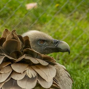 Eurasian griffon vulture (Gyps fulvus)