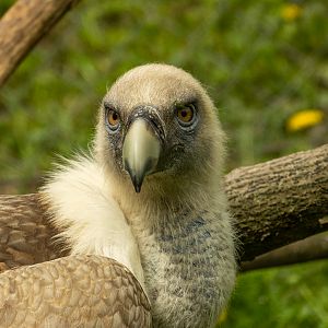Eurasian griffon vulture (Gyps fulvus)