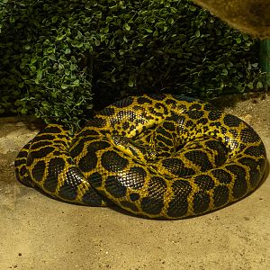Yellow anaconda (Eunectes notaeus)