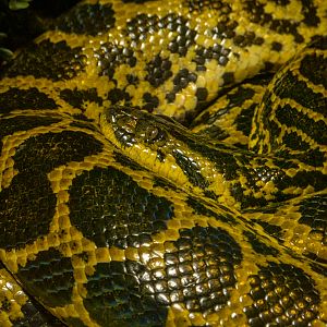 Yellow anaconda (Eunectes notaeus)