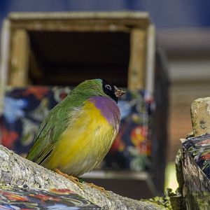 Gouldian finch (Chloebia gouldiae)