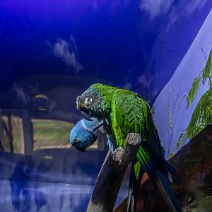 Alexandrine parakeet (Psittacula eupatria) & Dusky-headed parakeet (Aratinga weddellii)