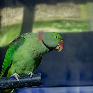 Alexandrine parakeet (Psittacula eupatria)