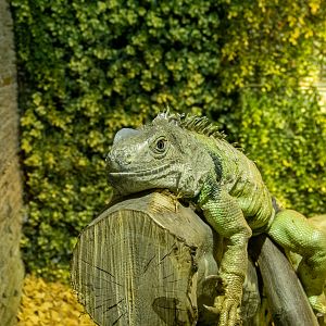 Green iguana (Iguana iguana)