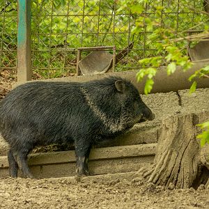Collared peccary (Dicotyles tajacu)