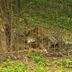 Iberian wolf (Canis lupus signatus)