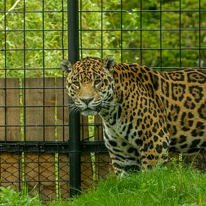 Jaguar (Panthera onca)