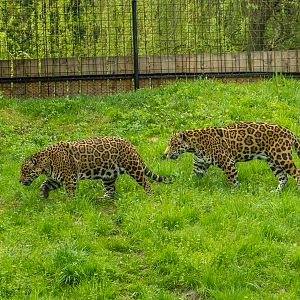 Jaguar (Panthera onca)