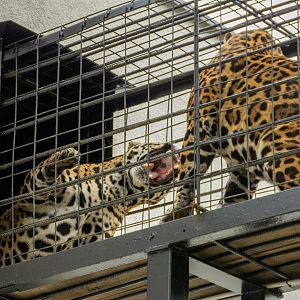 Jaguar (Panthera onca)