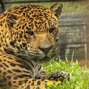 Jaguar (Panthera onca)